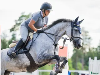 hästar Välutbildad hopphäst - Annons 10