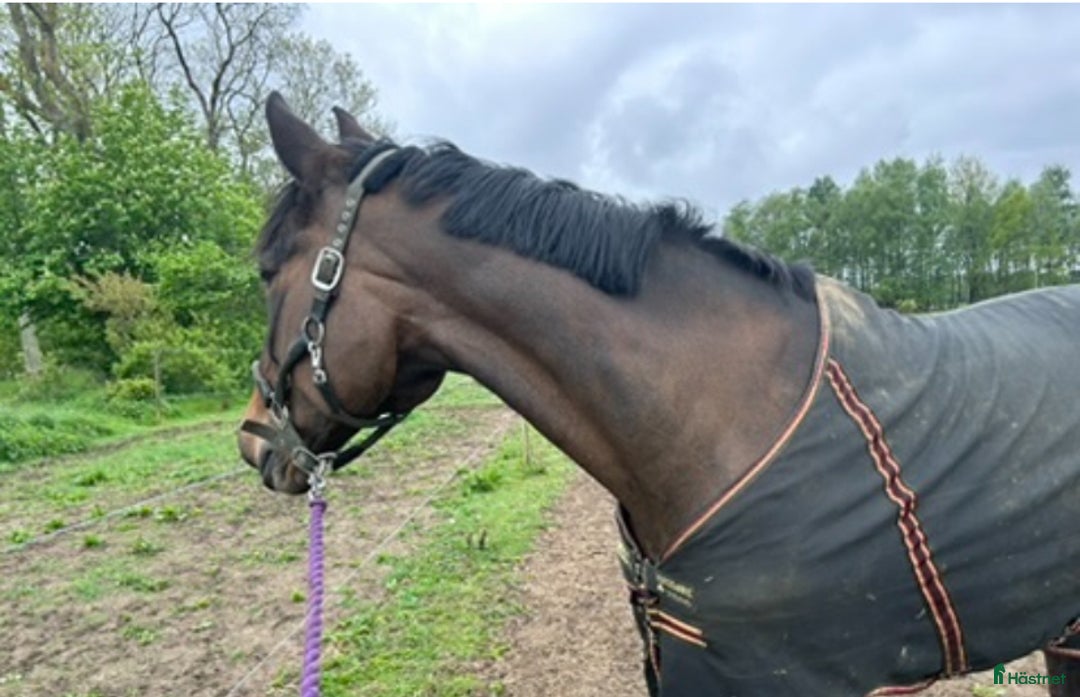  medryttarhäst finnes: Medryttare sökes till underbart sto i Allerum - Annons 7