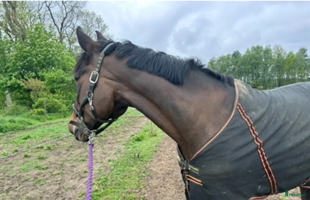  medryttarhäst finnes: Skogsmulle, lätt träning /avelsto säljes - Annons 7