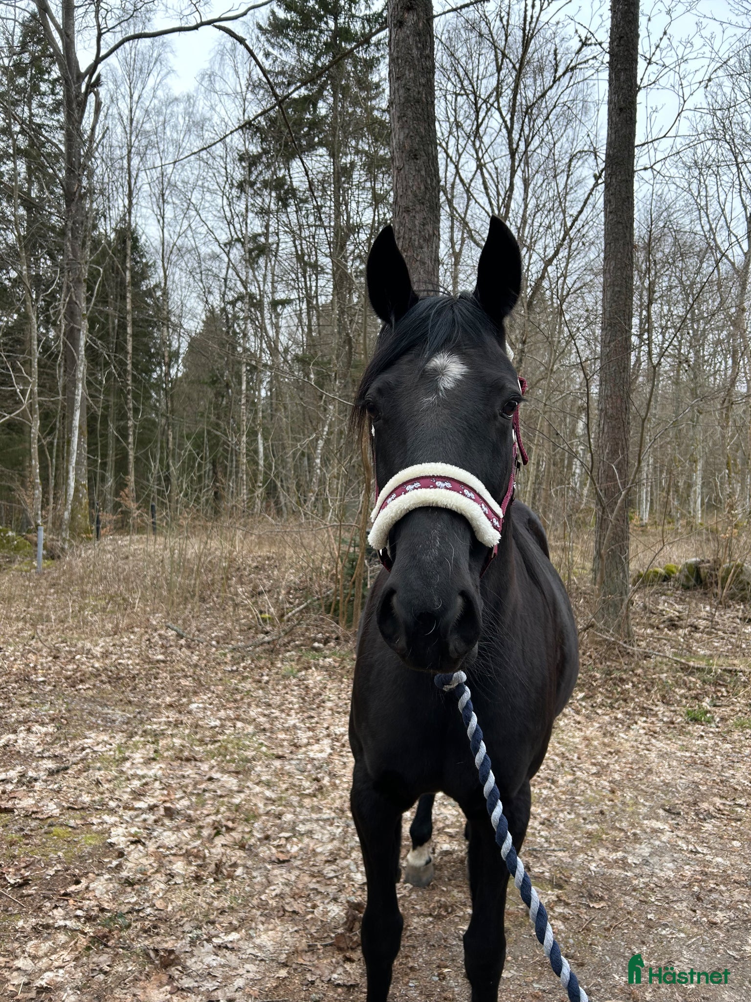  hästar Snäll travare som söker nytt hem som ridhäst - Annons 3