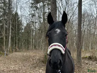 hästar Snäll travare som söker nytt hem som ridhäst - Annons 3