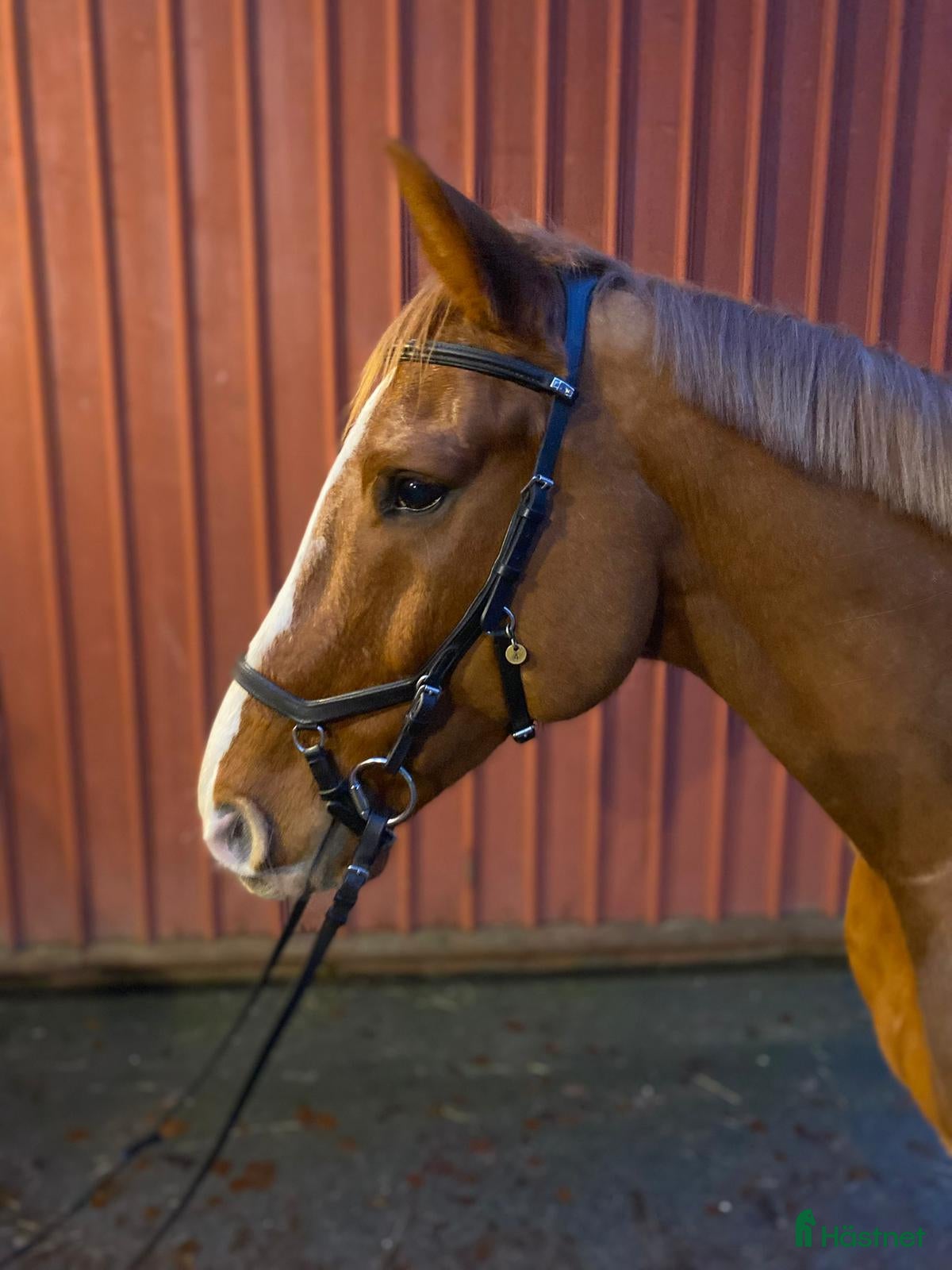  hästar Vänlig allroundvalack i Göteborg - Annons 17
