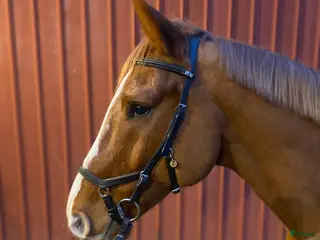 hästar Vänlig allroundvalack i Göteborg - Annons 17