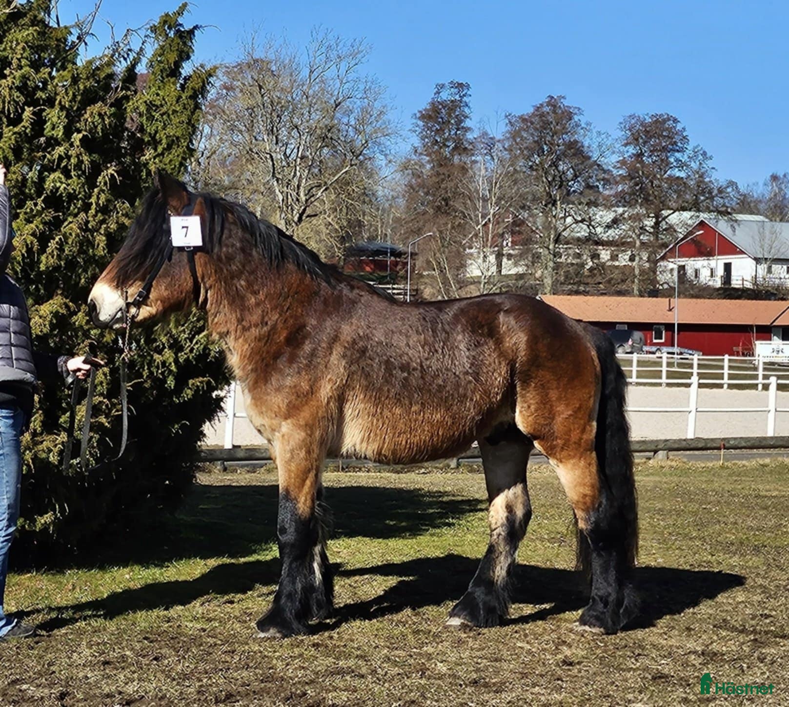  hästar Snäll valack, till ridning i Närkesberg - Annons 17