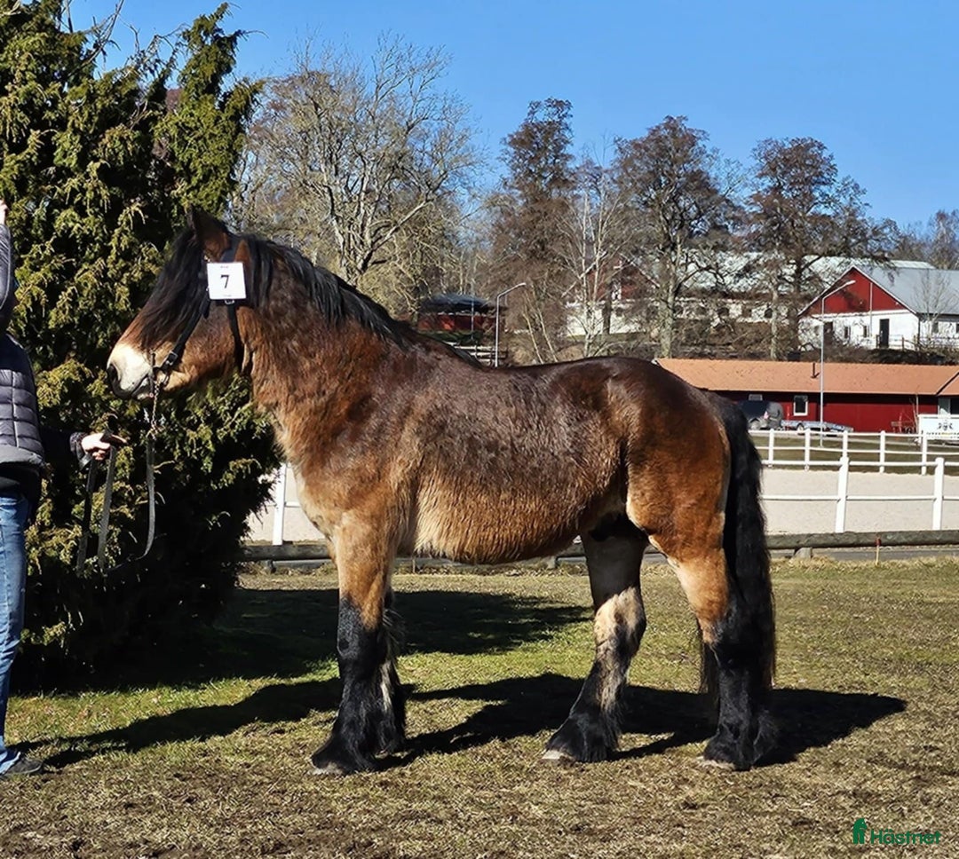 Allround hästar till salu: Snäll valack, till ridning i Närkesberg - Annons 1