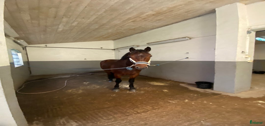 Galleribild {{count}}