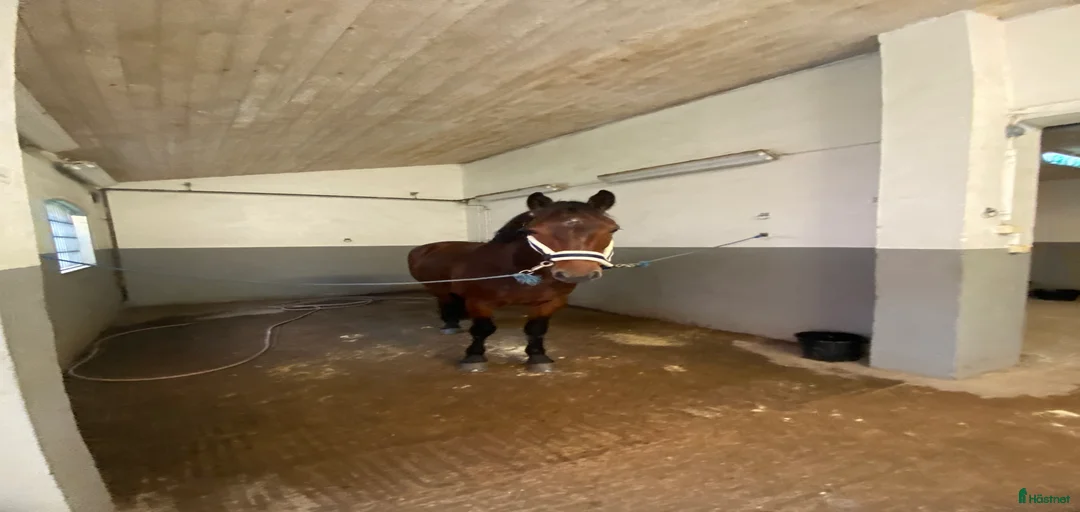 Galleribild {{count}}