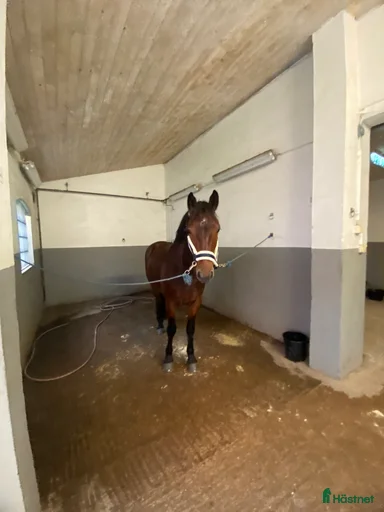 Galleribild {{count}}