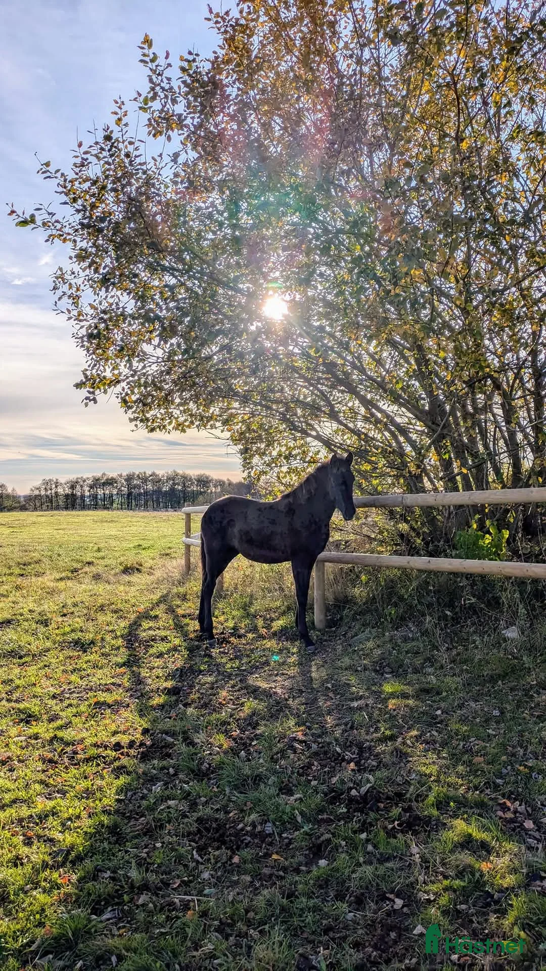  stallplats finnes: 1 ledig plats på underbar lösdrift  i Hörby - Annons 4