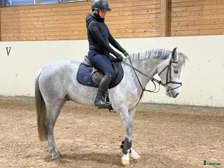 hästar En ponny du har roligt med varje dag oavsett gren. i Arboga - Annons 21