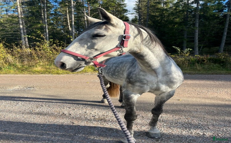  hästar i Nyköping - Annons 6