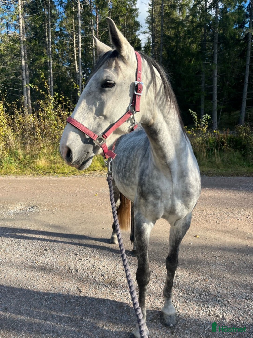 Dressyr hästar till salu: *nytt pris* väluppfostrat sto med energi i Nyköping - Annons 1