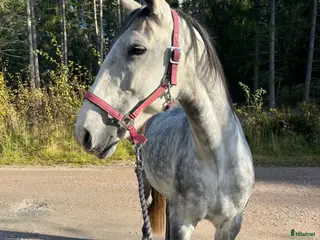 hästar *nytt pris* väluppfostrat sto med energi i Nyköping - Annons 7