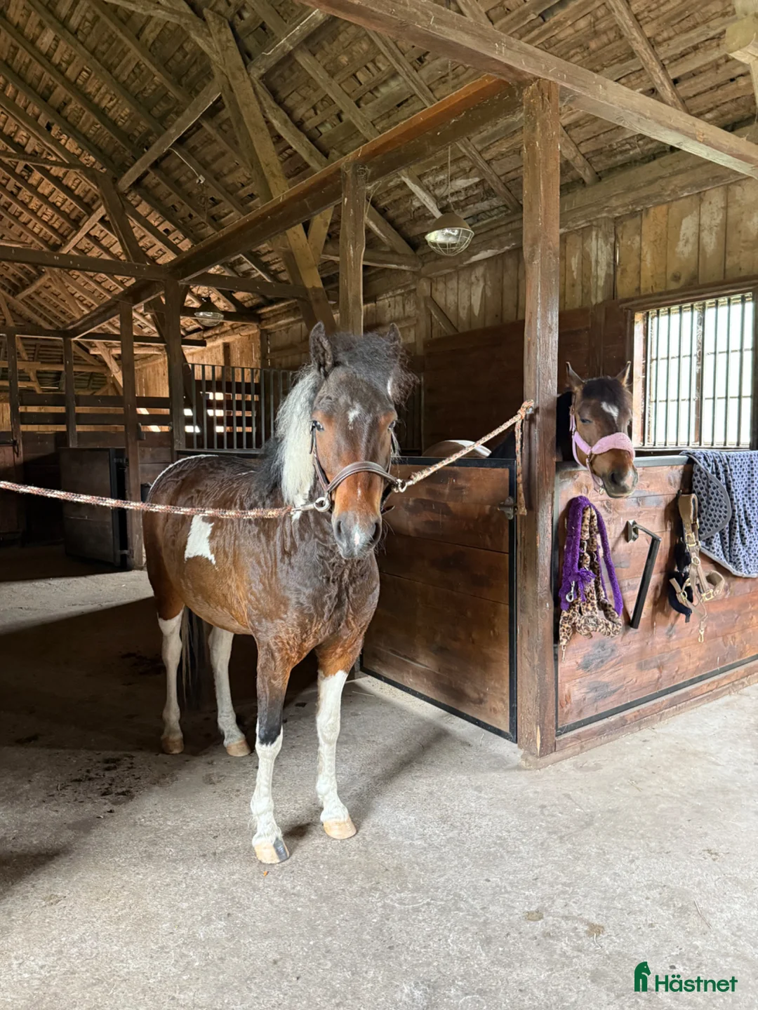 Allround hästar till salu: Charmigt sto  - Annons 6