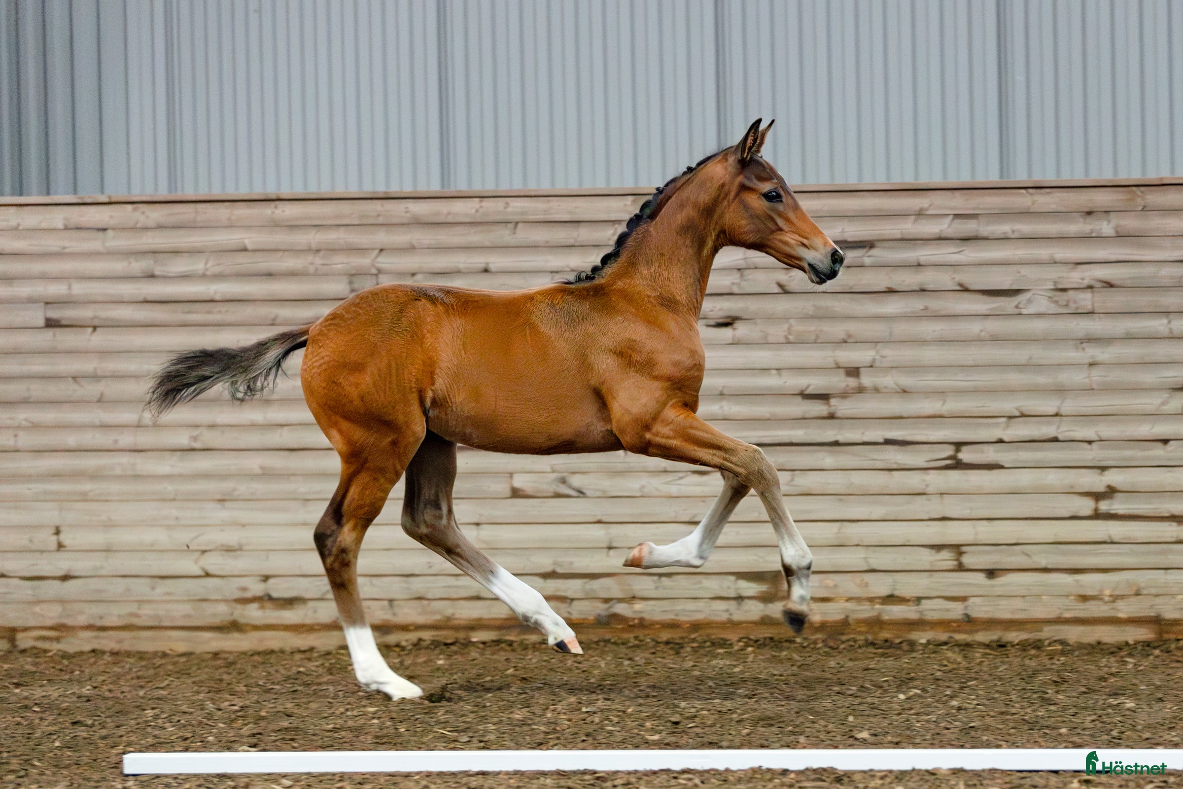  hästar Vacker hingst med utstrålning e. Devin Franco GJ🌟 i Söderköping - Annons 15