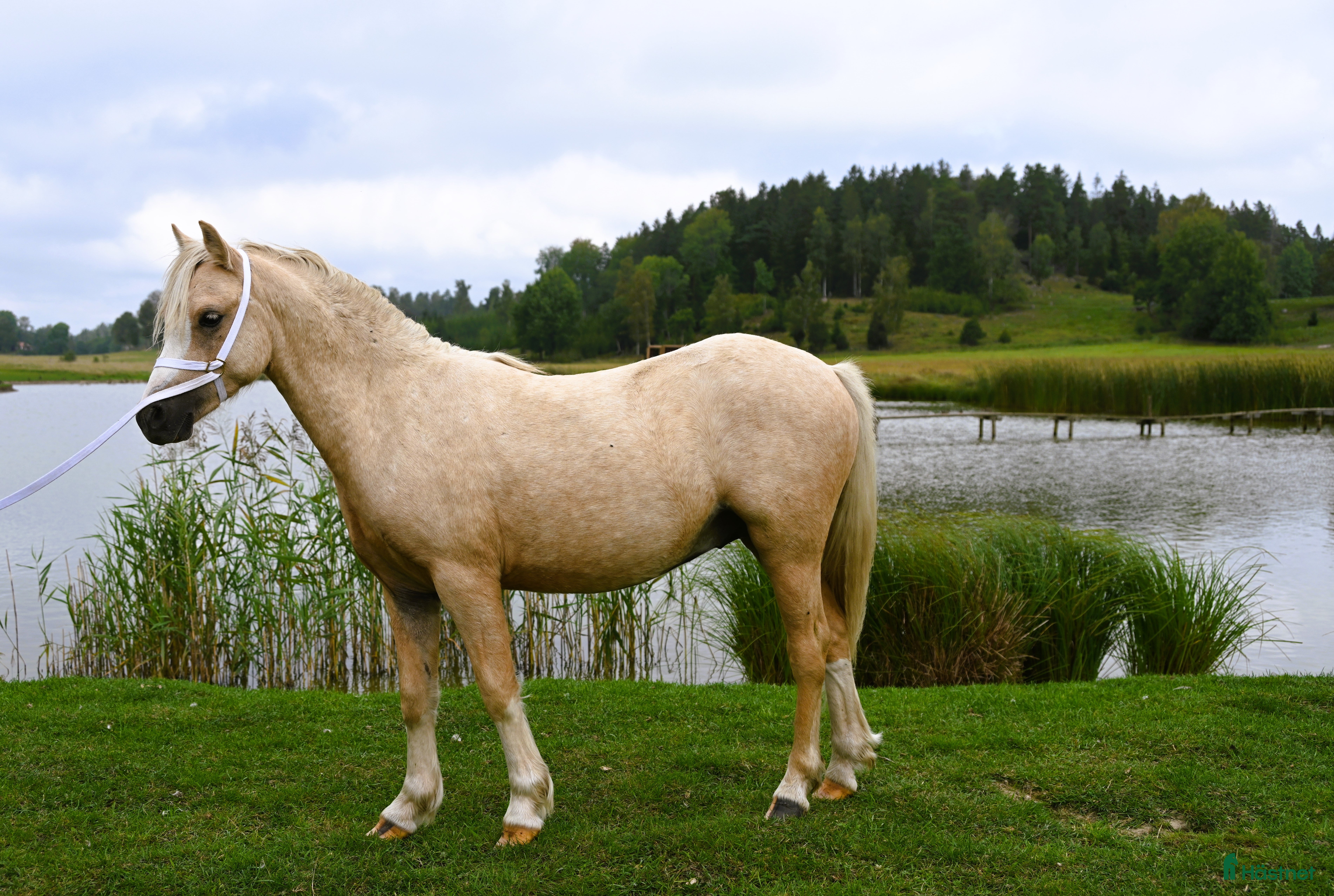  hästar En trygg och harmonisk Welsh Mountain hingst  i Nyköping - Annons 2