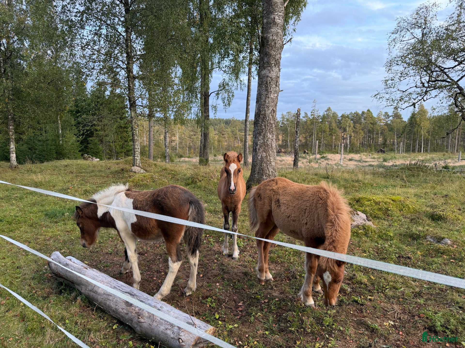  hästar Tre lovande föl efter Mökkvi från Åleby - Annons 1