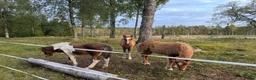 Island hästar till salu: Tre lovande föl efter Mökkvi från Åleby - Annons 7