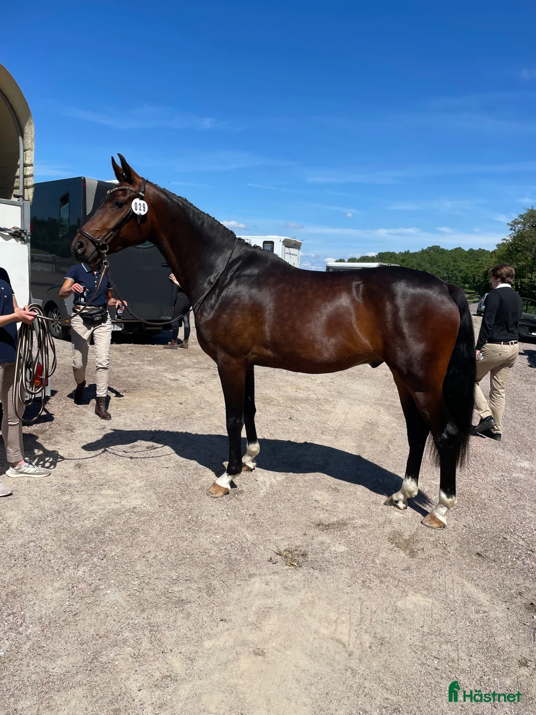 Allround hästar till salu: Trevlig 5 årig valack  - Annons 2