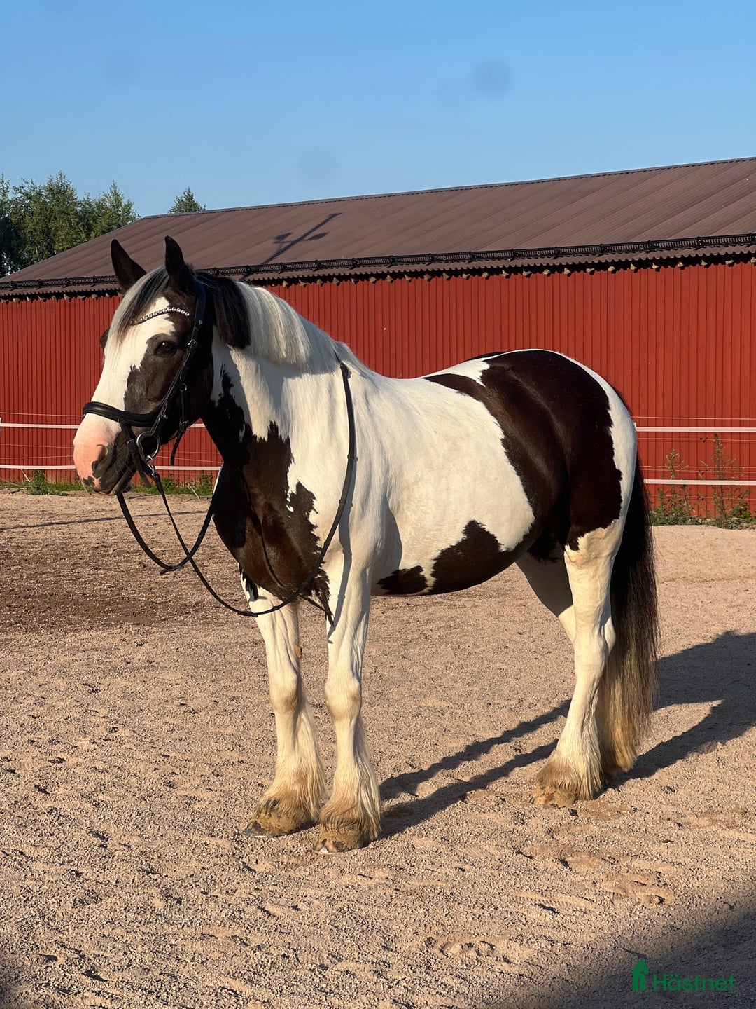 Allround hästar till salu: Sto med personlighet i Borlänge - Annons 1