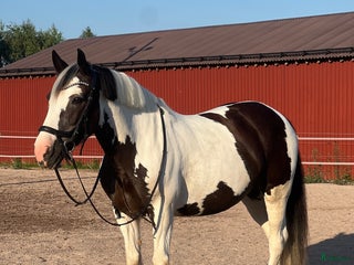 hästar Sto med personlighet i Borlänge - Annons 13