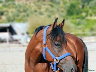 Hoppning hästar till salu: Lovande C-ponny i Calvià - Annons 1