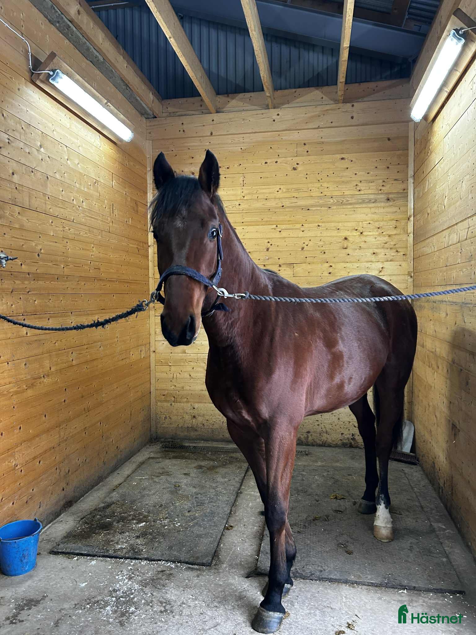  hästar LG’s Bad Bunny  - Annons 23