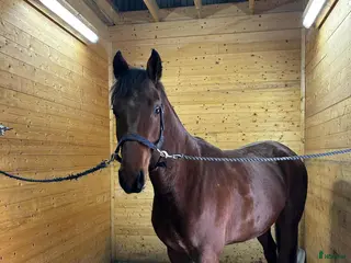 hästar LG’s Bad Bunny - Annons 19