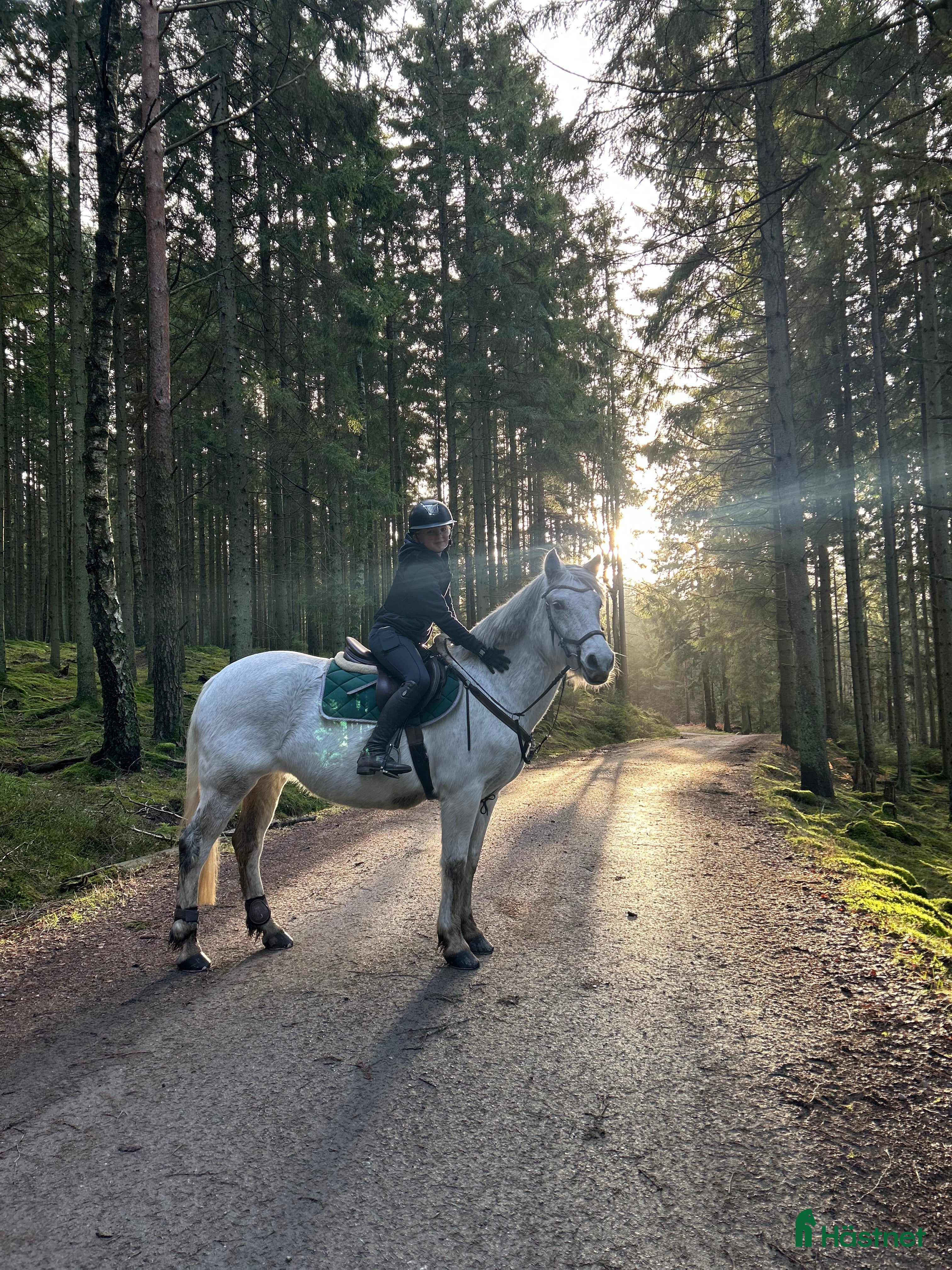  foderhäst Hoppglad ponny köpes!  - Annons 4
