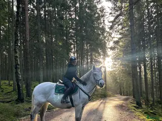 foderhäst Hoppglad ponny köpes! - Annons 4