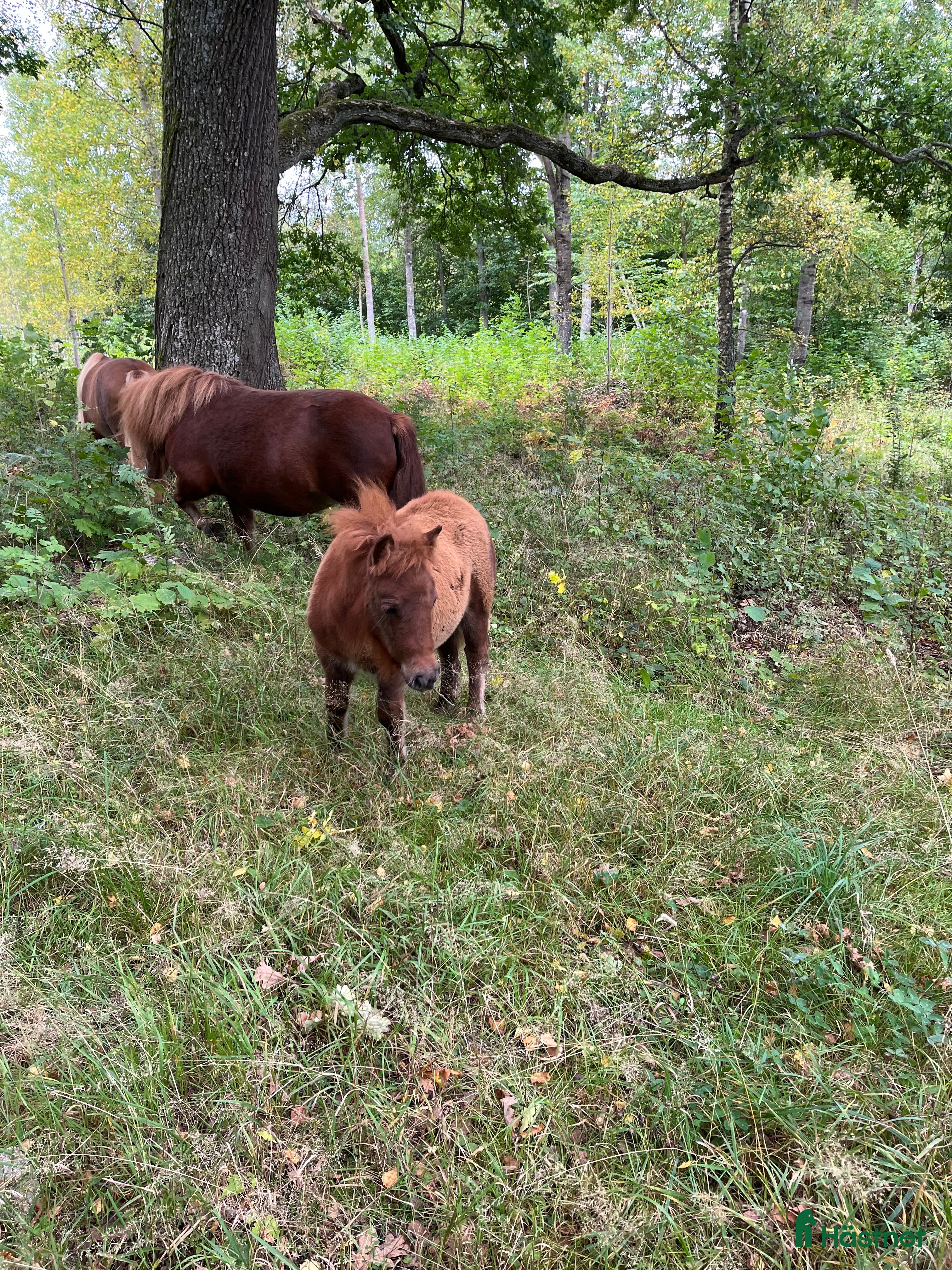  hästar Söt shettis sto söker nytt hem i Arboga - Annons 15
