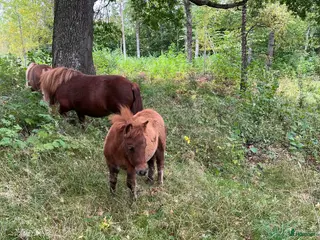hästar Söt shettis sto söker nytt hem i Arboga - Annons 15
