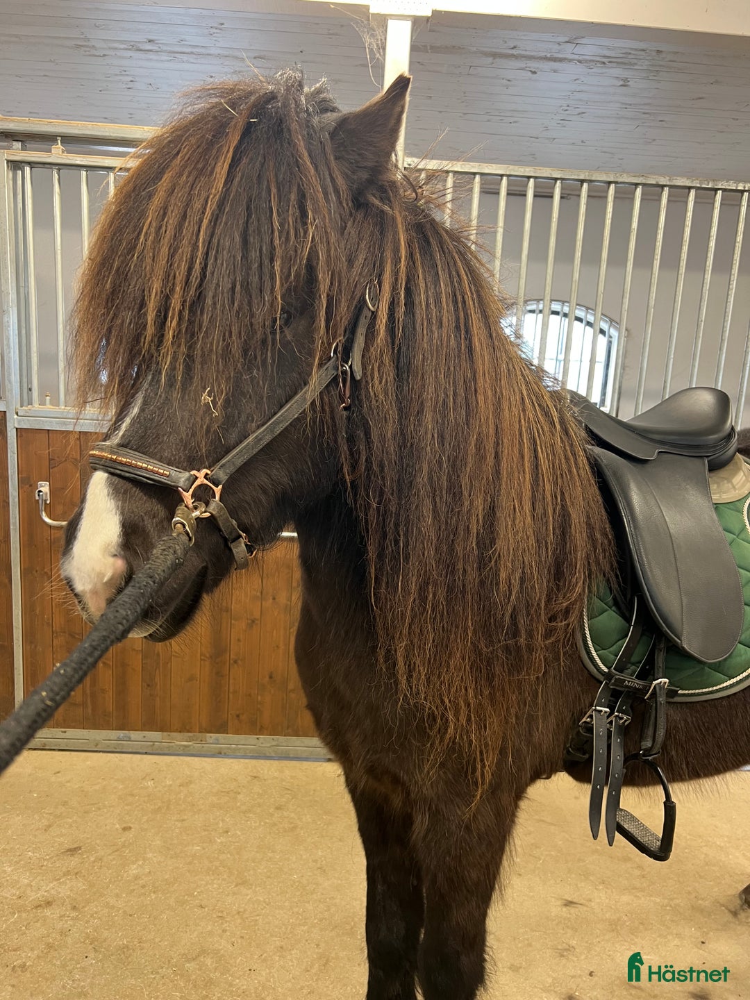 Island hästar till salu: Trevlig och rolig valack  i Kumla - Annons 2