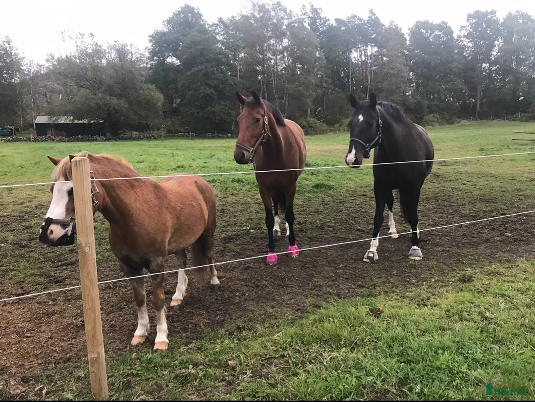  stallplats finnes: Bete finns i Fjärås, strax utanför Kungsbacka i Fjärås - Annons 4