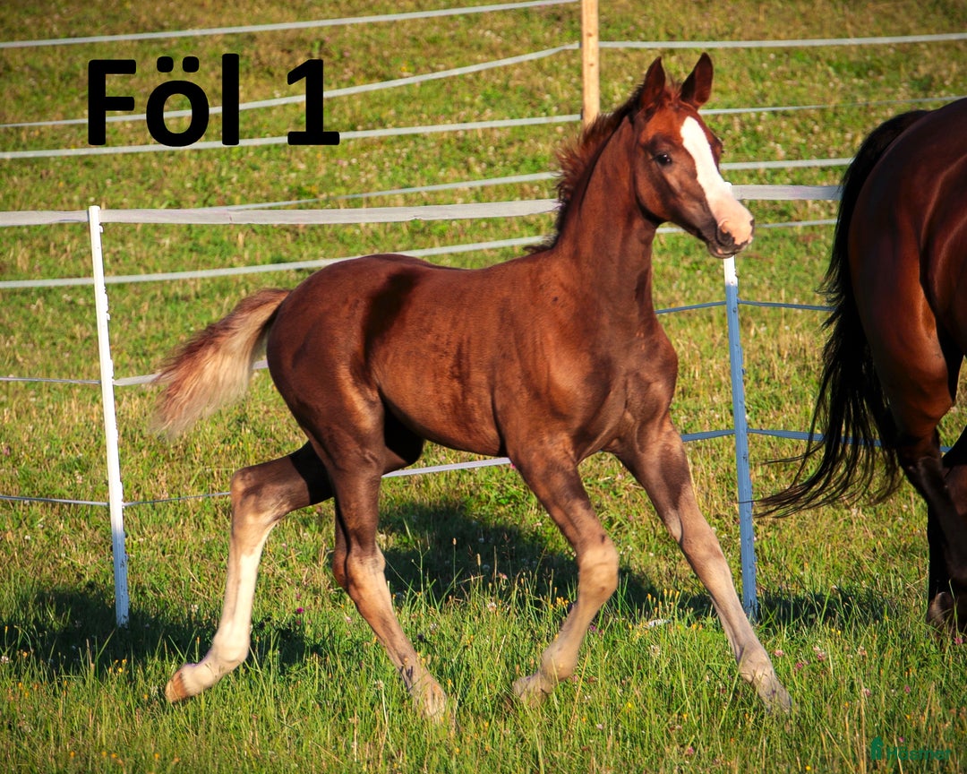 Dressyr hästar till salu: Dräktigt sto för dressyr och/eller avel i Dyltabruk - Annons 6