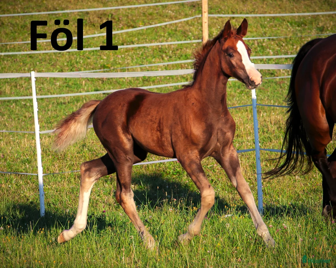 Dressyr hästar till salu: Dräktigt sto för dressyr och/eller avel i Dyltabruk - Annons 6