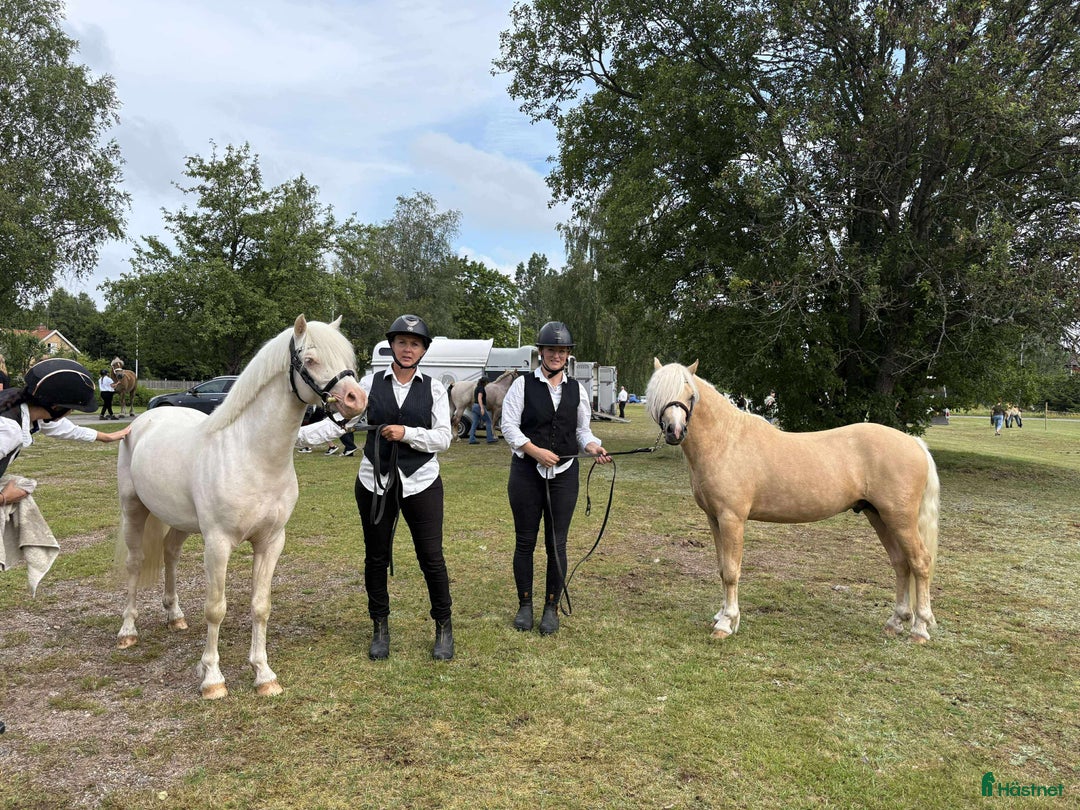 Allround hästar till salu: Blivande treåring, welsh sec B. i Strömsnäsbruk - Annons 5