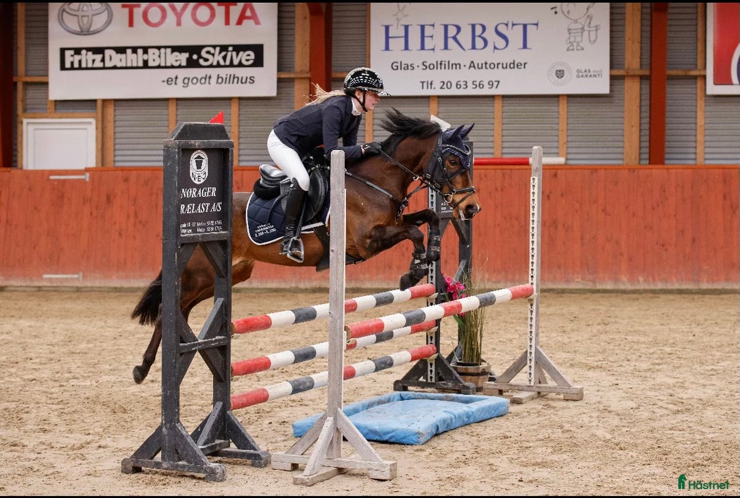 Hoppning hästar till salu: Fantastisk springpony  - Annons 1