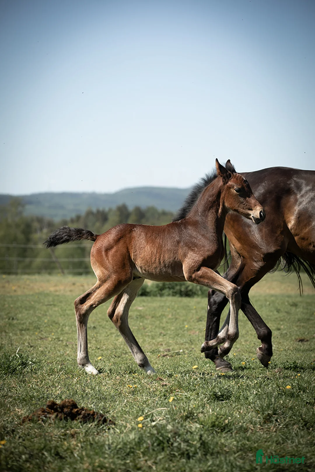 Hoppning hästar till salu: Svenskfödd tvåårshingst e Don't Touch Tiji Hero - Annons 3