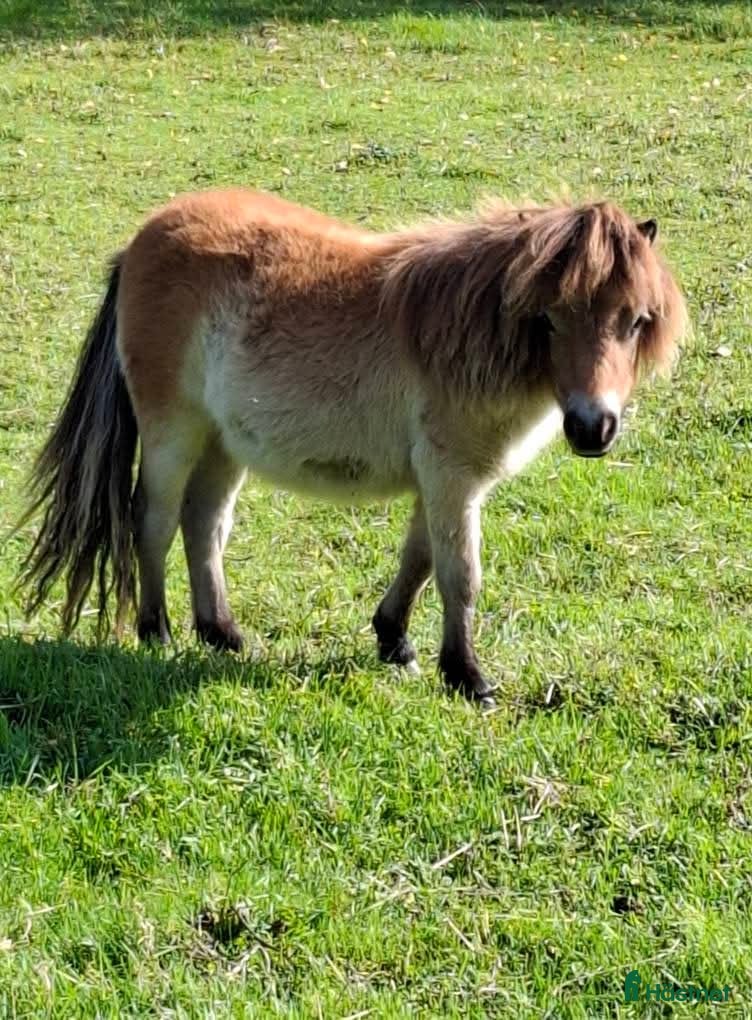  hästar Minst i Sverige? 2 års sto  - Annons 8