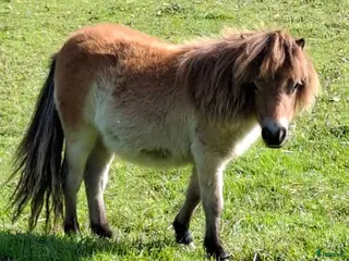 hästar Minst i Sverige? 2 års sto - Annons 8