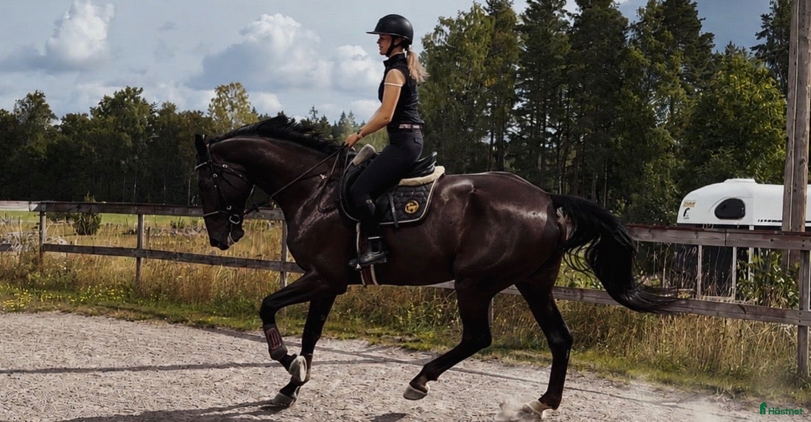  hästar Vacker stor ståtlig valack  - Annons 17