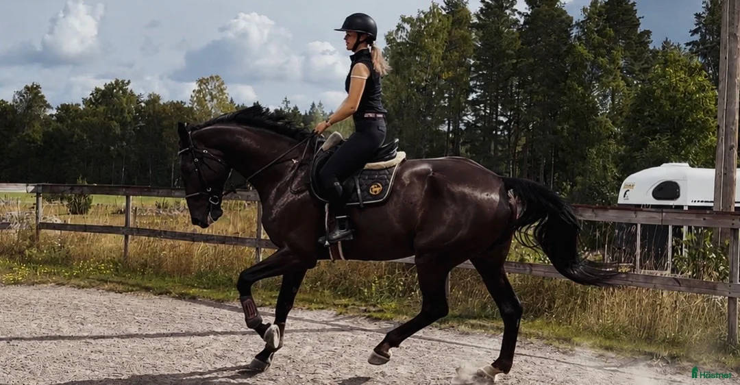 Allround hästar till salu: Vacker stor ståtlig valack  - Annons 1