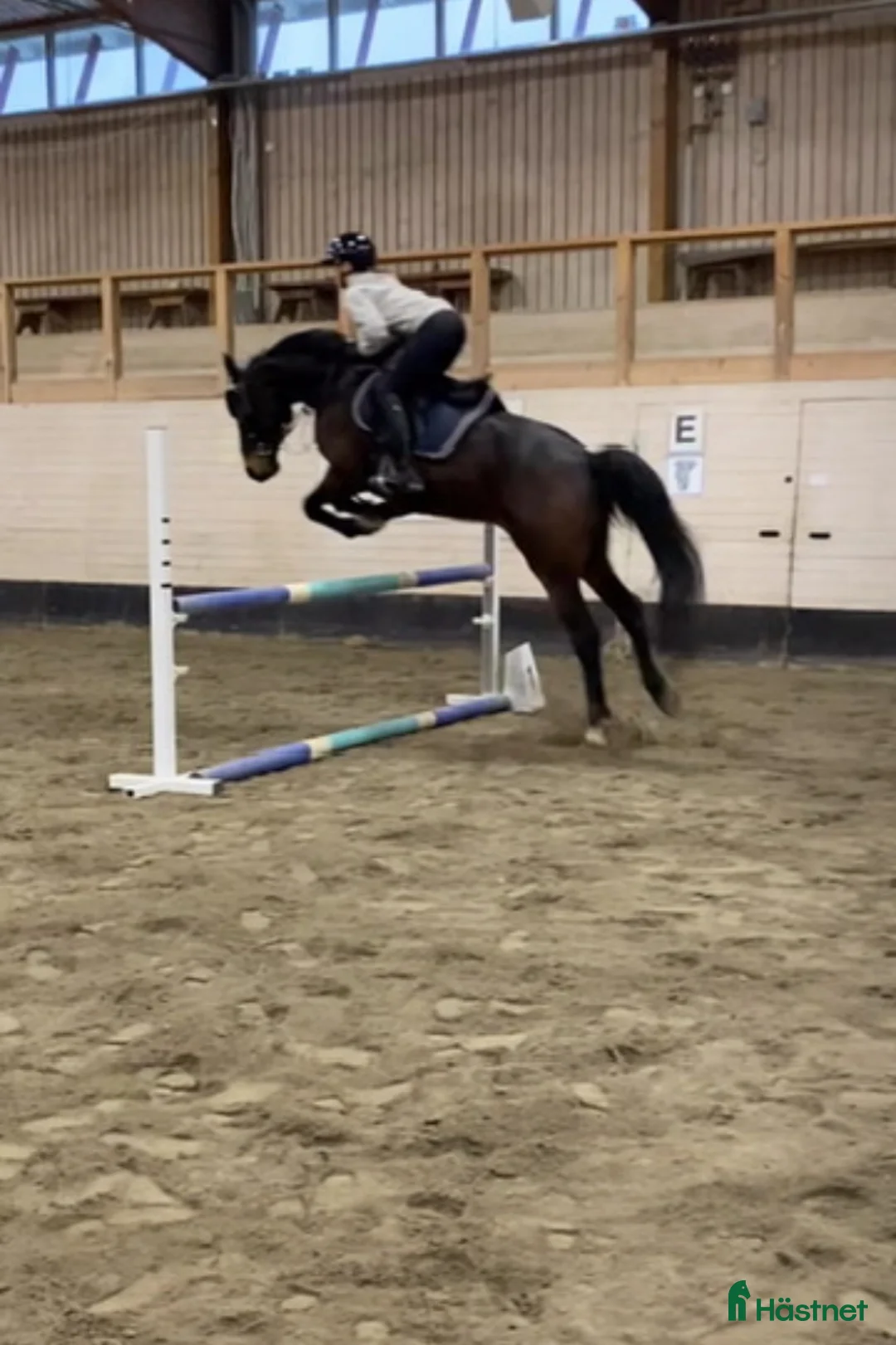 Allround hästar till salu: Intressekoll på finaste Lucky 💕 (Ev. Säljes) i Boden - Annons 2