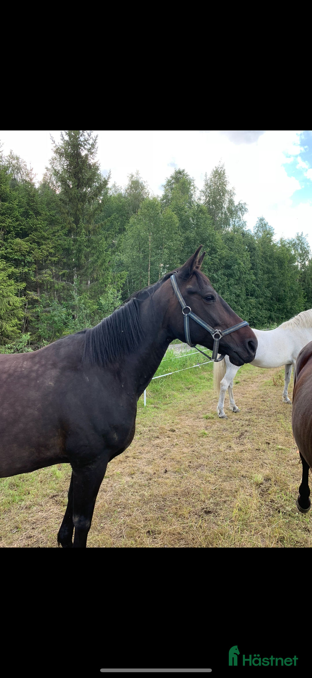Sällskap hästar till salu: Sällskaps hästar säljes (mor och dotter) i Näsåker - Annons 7
