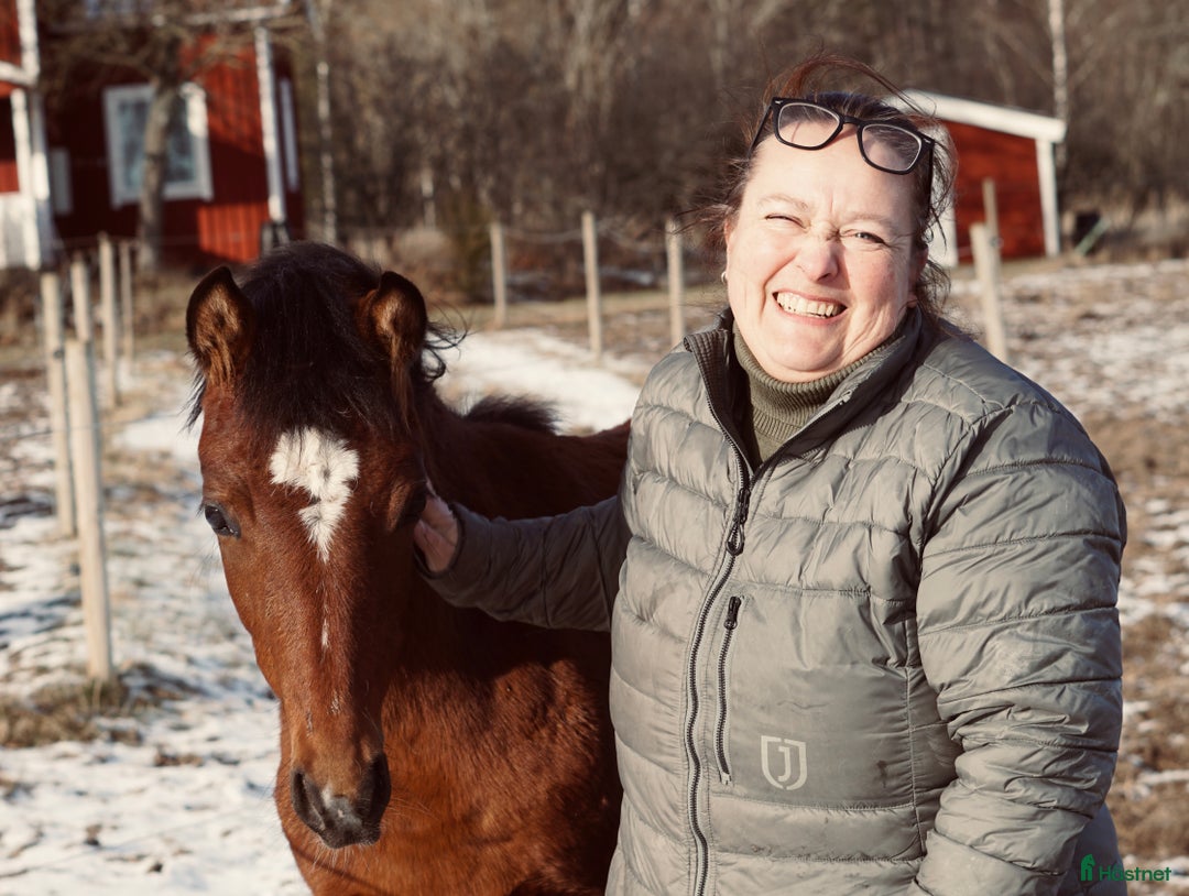 Allround hästar till salu: Charmigt hingstföl e. bruksprovvinnaren Gasque🌟 i Eskilstuna - Bild 3
