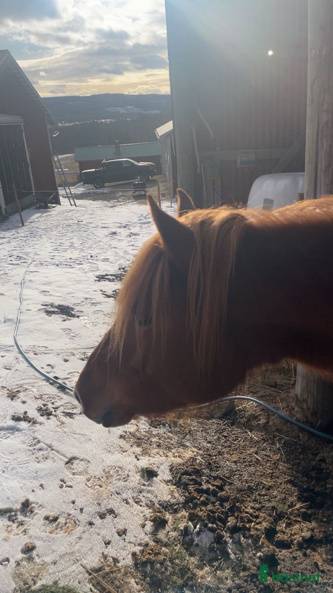 Allround hästar till salu: Sockersöt C-ponny i Helgum - Annons 7