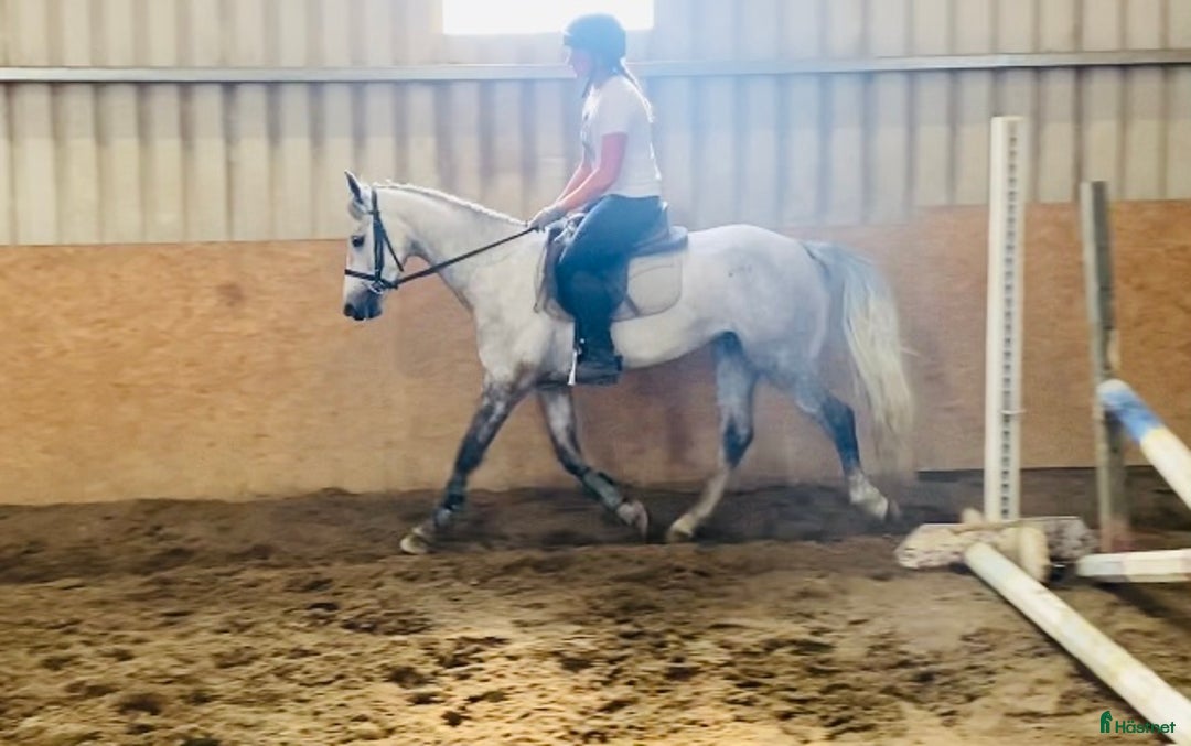 Allround hästar till salu: Selection of Irish ponies i Ljungby - Bild 28