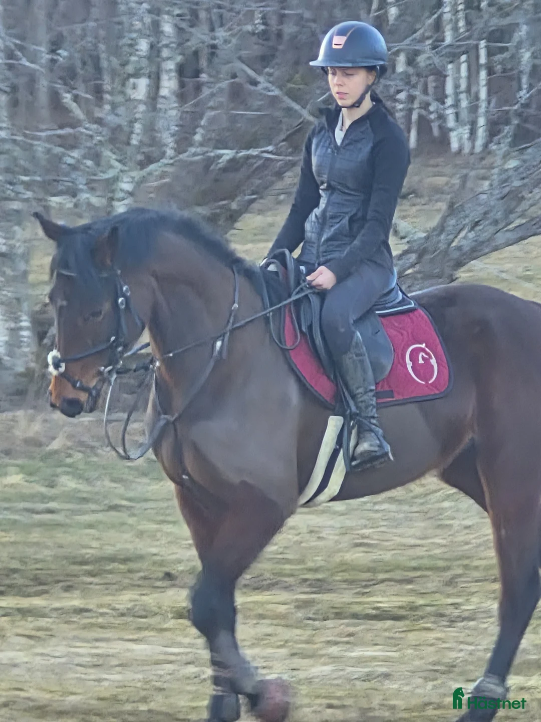 Allround hästar till salu: Allround sto. - Annons 1