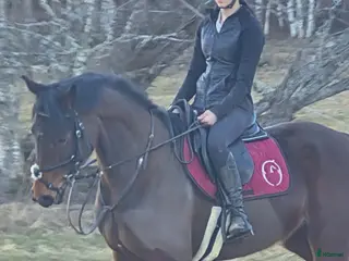 hästar Allround sto. - Annons 18